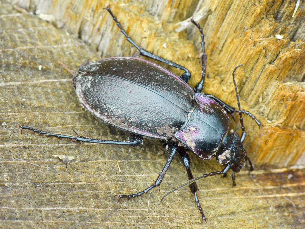 Carabus nemoralis O.F. Muller, 1764